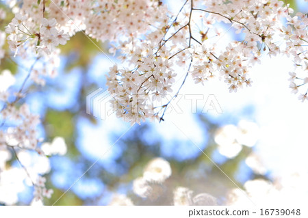 Cherry blossoms fluffy beautiful Cherry blossoms fluffy beautiful 16739048