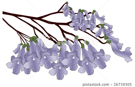 Jacaranda 16739305