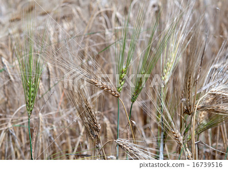 barley field barley field 16739516