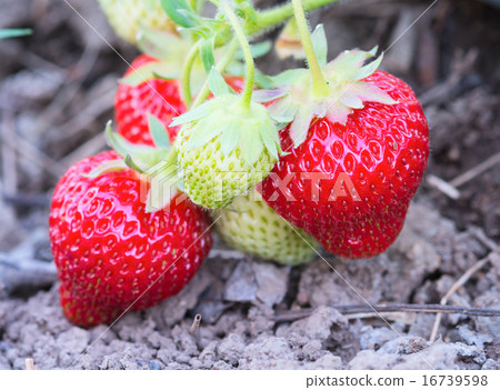 Strawberry 16739598