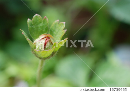 snake strawberry 16739665