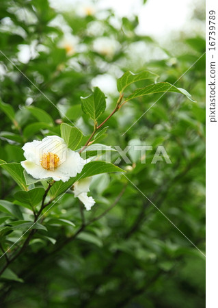 在文京寺的Saruwaki 16739789