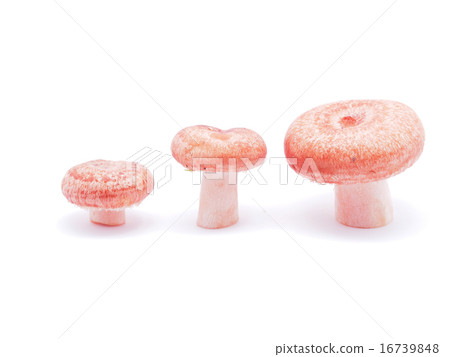 Lactarius torminosus on white background 16739848