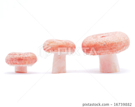 Lactarius torminosus on white background 16739882