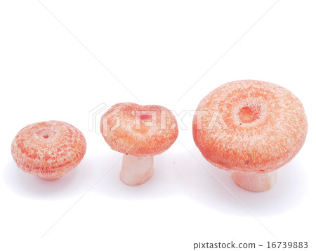 Lactarius torminosus on white background Lactarius torminosus on white background 16739883