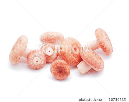 Lactarius torminosus on white background Lactarius torminosus on white background 16739885