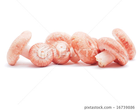 Lactarius torminosus on white background 16739886