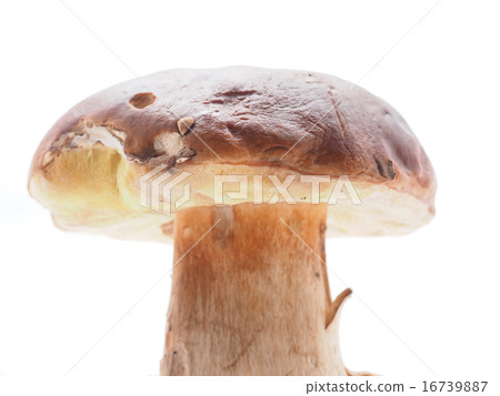 king boletus mushrooms on a white background 16739887