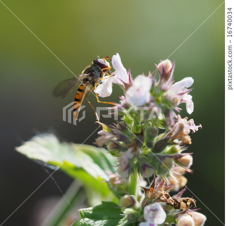 hoverfly in forest hoverfly in forest 16740034