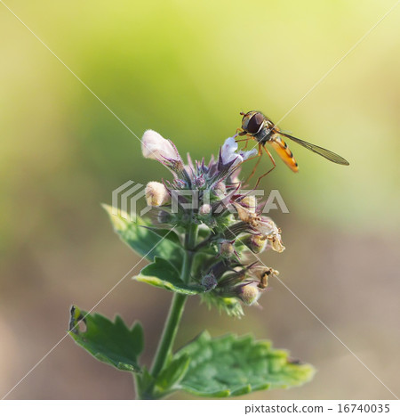 hoverfly in forest hoverfly in forest 16740035