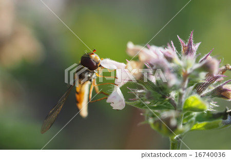 hoverfly in forest 16740036