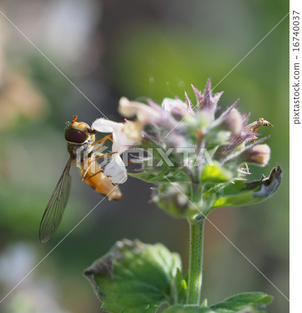 hoverfly in forest hoverfly in forest 16740037