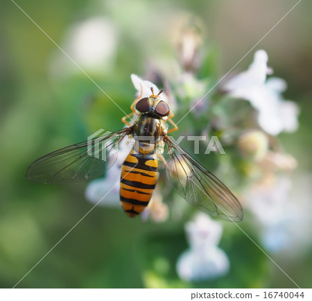 hoverfly in forest hoverfly in forest 16740044