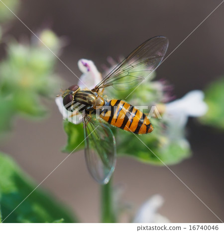 hoverfly in forest 16740046