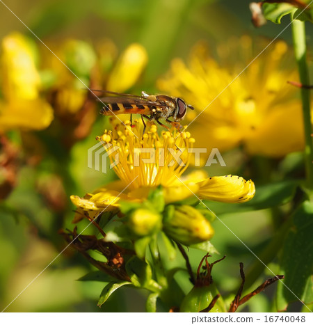 hoverfly in forest 16740048