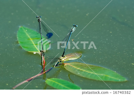 Dragonfly sitting on the aquatic plant Dragonfly sitting on the aquatic plant 16740382