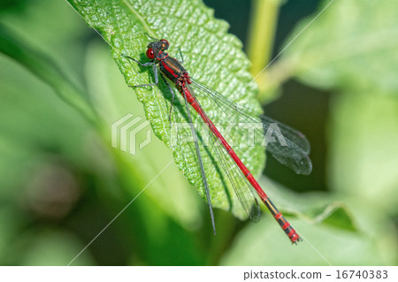 Dragonfly sitting on the plant Dragonfly sitting on the plant 16740383