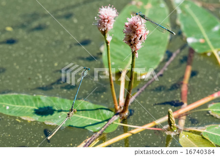 Dragonfly sitting on the aquatic plant Dragonfly sitting on the aquatic plant 16740384