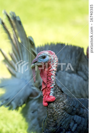 Detail of the head of turkey Detail of the head of turkey 16740385