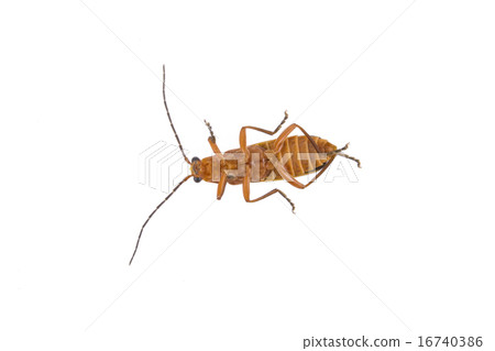Rusty beetle on a white background Rusty beetle on a white background 16740386