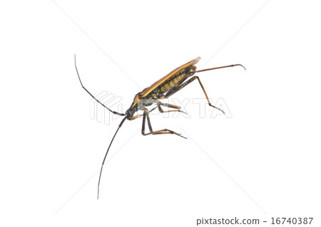 Lying beetle on a white background 16740387
