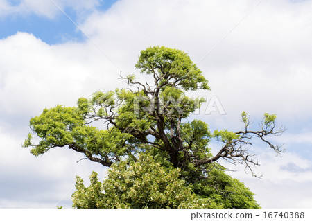 Acacia crown Acacia crown 16740388