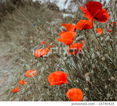 red poppy field scene 16740428