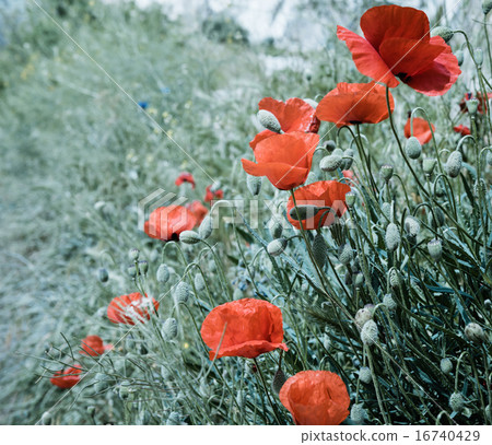Field of bright red poppy flowers in summer 16740429