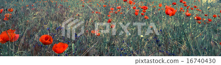 red poppy field scene 16740430
