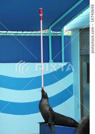 海獅表演（竹島水族館） 16740698