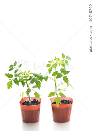 微型蕃茄幼木小的蕃茄幼木 微型蕃茄幼木小的蕃茄幼木 16740749