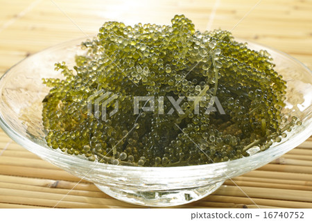 Sea grapes Sea grapes 16740752