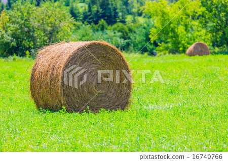 Round hay bales on the green field Round hay bales on the green field 16740766