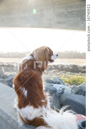 走在沙灘上 16740915