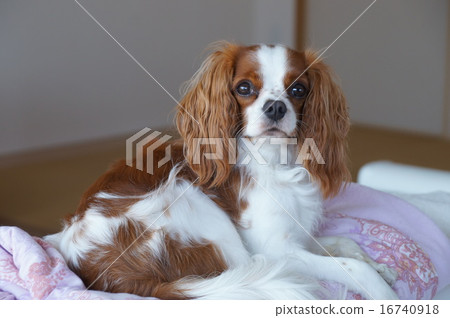 你昏昏欲睡嗎？ 16740918