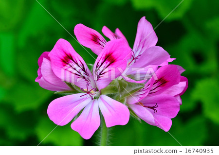 Ginger geranium Ginger geranium 16740935