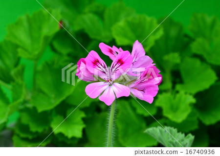 Ginger geranium Ginger geranium 16740936