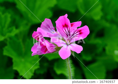 Ginger geranium Ginger geranium 16740937