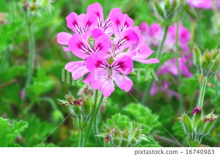 Herb flowers Herb flowers 16740983