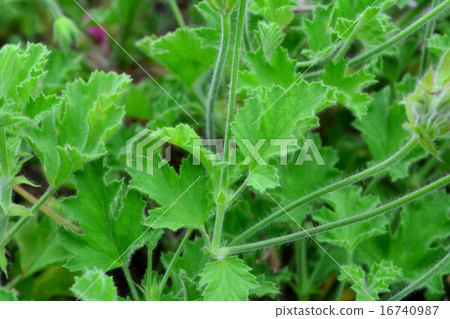Herb flowers Herb flowers 16740987