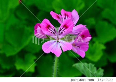 Herb flowers Herb flowers 16740988