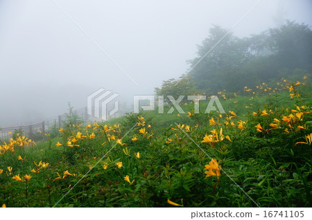 黃花菜 黃花菜 16741105