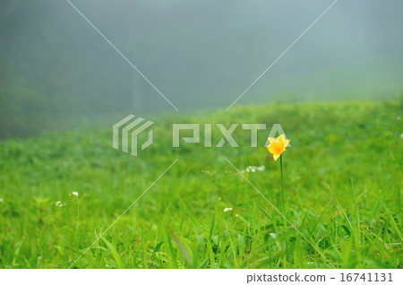 一個接吻輪 一個接吻輪 16741131