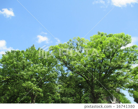 Blue sky tree Blue sky tree 16741380