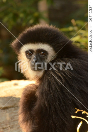 White-handed gibbon White-handed gibbon 16741524
