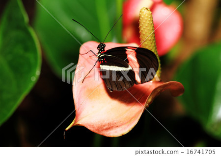 Heliconius erato Heliconius erato 16741705
