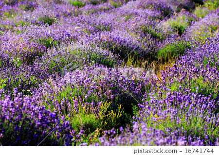 color lavender field 16741744