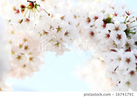 Cherry blossom against 16741791