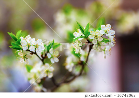 Spring flowering 16742062