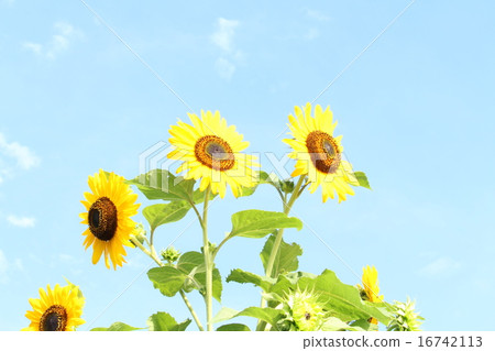Sunflower flower 16742113
